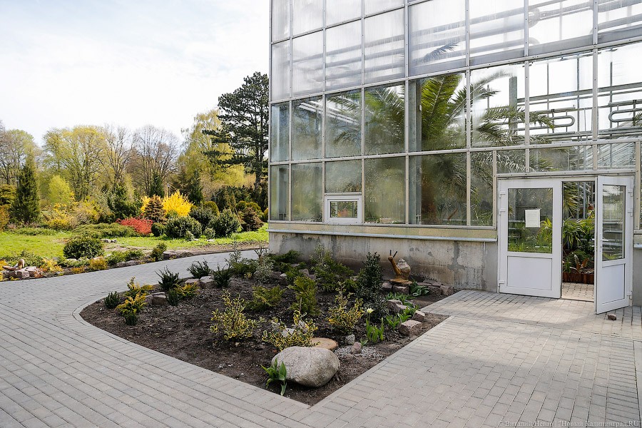 Дом для кактусов: в Ботаническом саду Калининграда открыли оранжерею (фото)