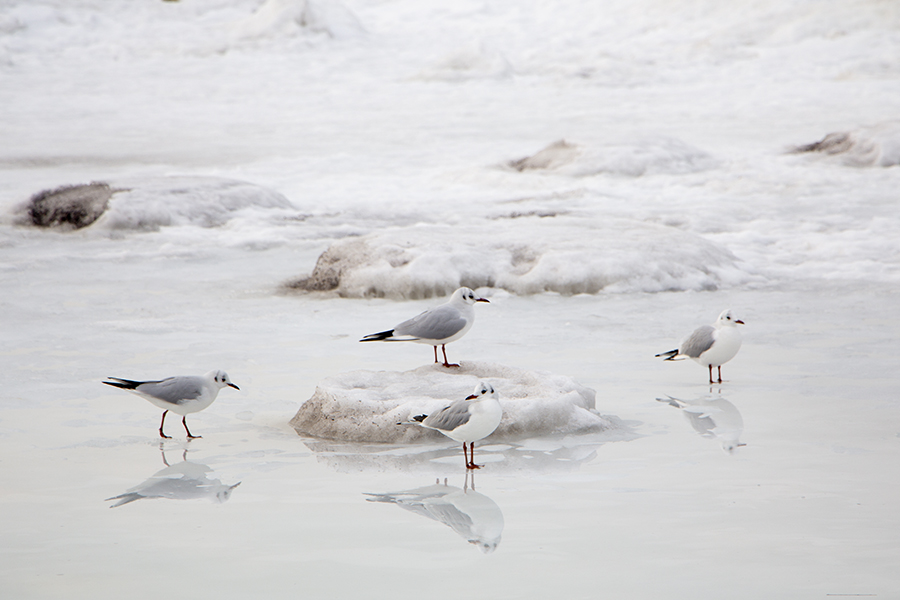Ночные заморозки и дневное тепло: погода в Калининградской области 7 марта