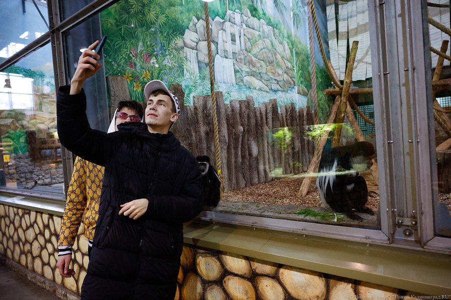 Детки Годзиллы: в Калининградском зоопарке родились колобусы (фото)