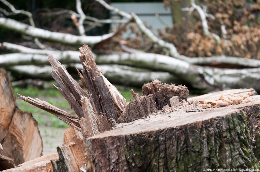 Пила vs. палатка: фоторепортаж "Нового Калининграда.Ru"