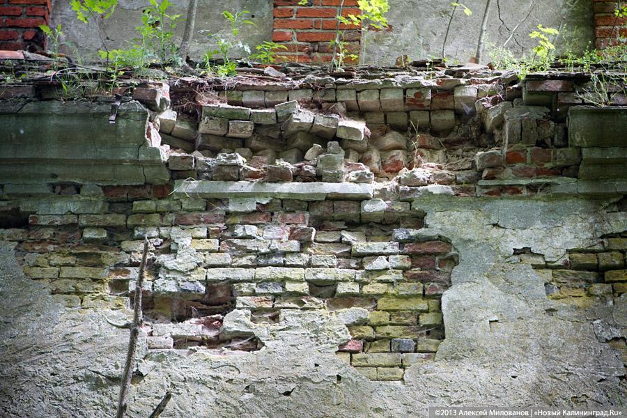 Легенды и лягушки: кирха в поселке Ново-Московское обрастает мхом и преданиями