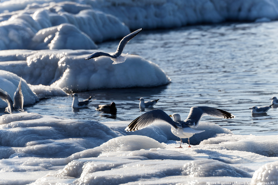 Слабый снег и гололёд: погода в Калининградской области 7 февраля