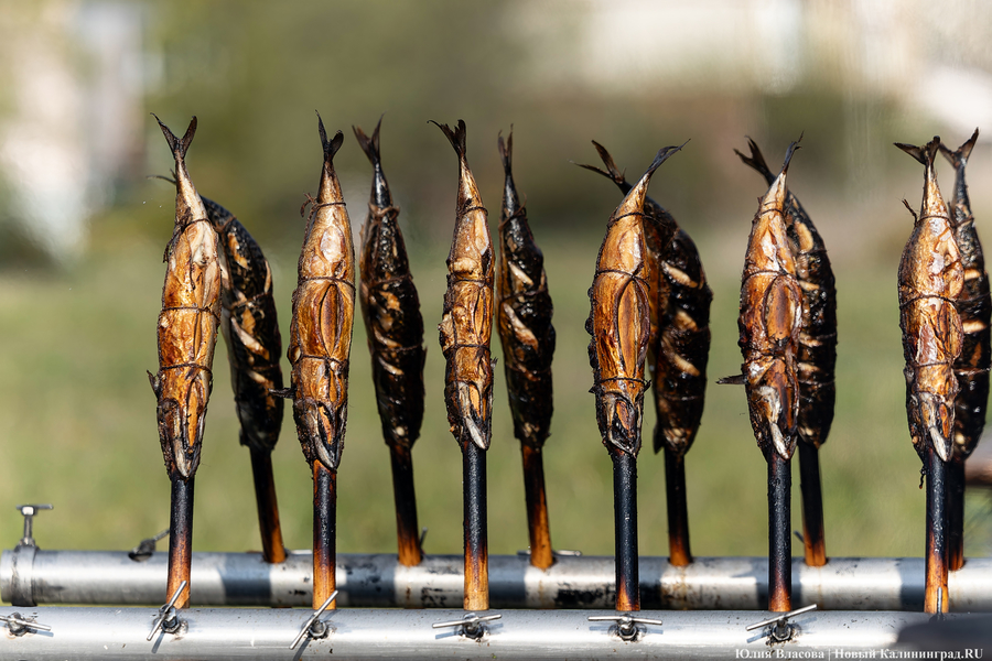 И рыба, и мясо: в Зеленоградске открылся гастрономический «Фиштиваль» (фото)