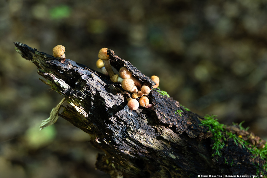 Они пошли: фоторепортаж с открытия «тихой охоты» в Калининградской области (фото)
