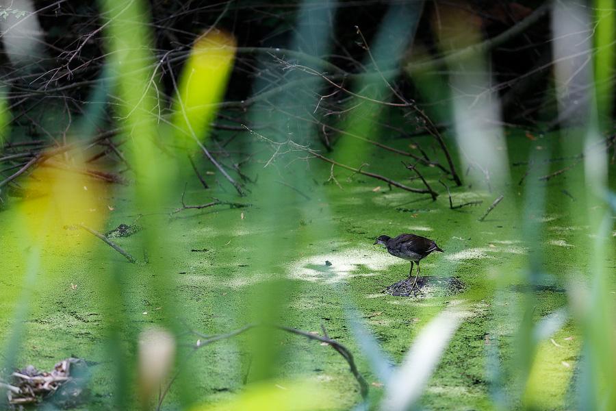 Страшный сон Тортиллы: почему вода в Ялтинском пруду стала ядовито-зеленой (фото)