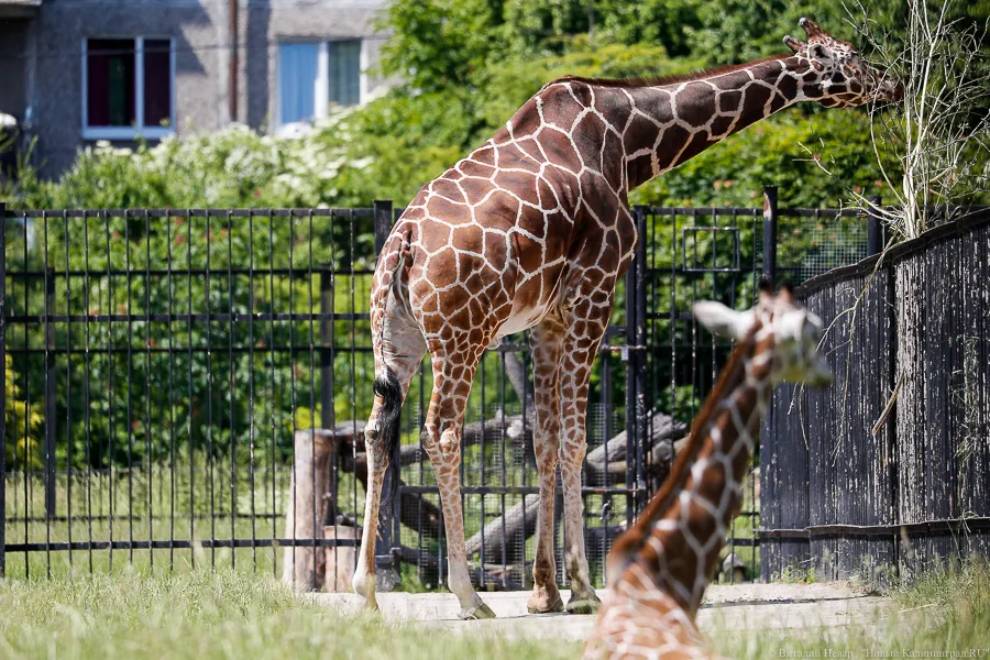Фото: Виталий Невар / Новый Калининград