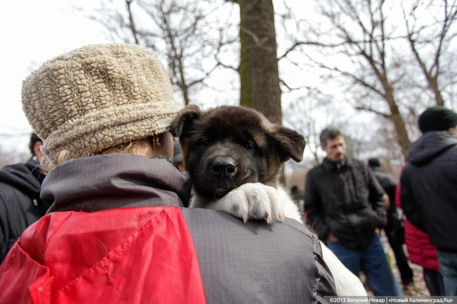 «Праздник для собак»: фоторепортаж из Ботанического сада