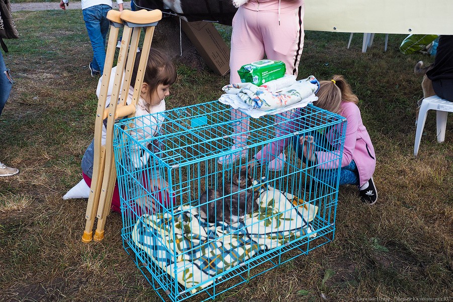 Подари мне дом: на Верхнем озере организовали выставку бездомных животных