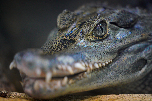 В Калининградском зоопарке намерены показывать крокодилов круглый год