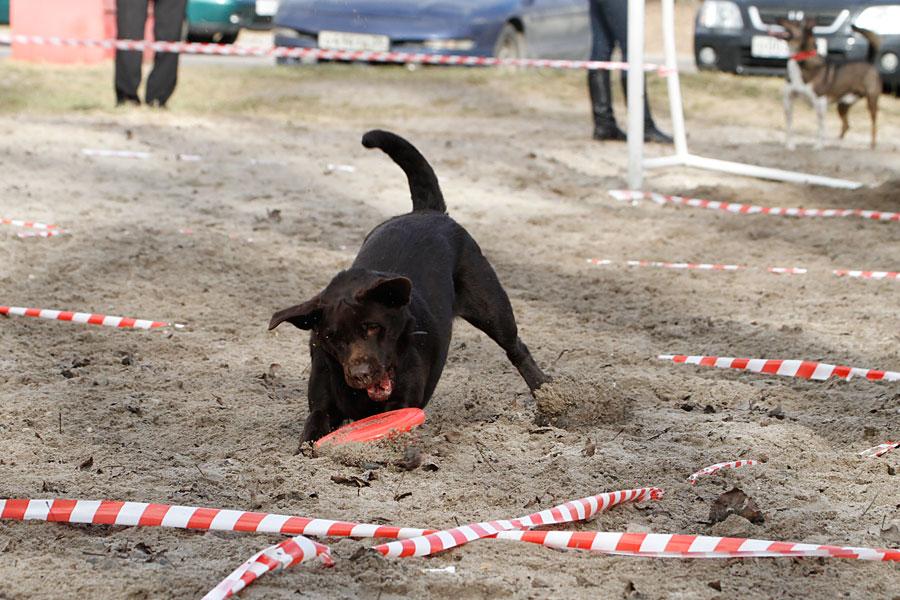«Главные по тарелочкам»: фоторепортаж с соревнований по дог-фрисби