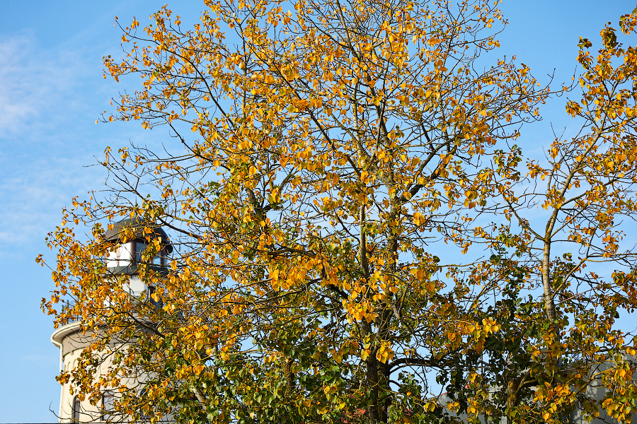 Время тыквы: как в Калининграде проходит необычная осень (фото)