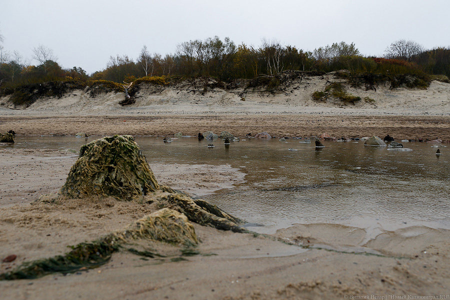 Лучше Афродиты: море подарило калининградцам остатки реликтового леса (фото)