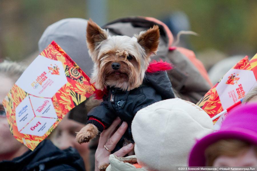 75 оттенков олимпийского: эстафета огня Олимпиады-2014 в Калининграде