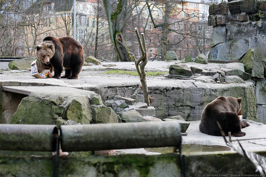 Подарки для зверей: как животных в зоопарке с Новым Годом поздравляли (фото)