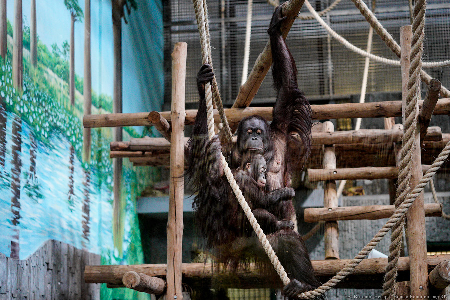 Принц Датский: как орангутан Антон обустроился в Калининградском зоопарке (фото)