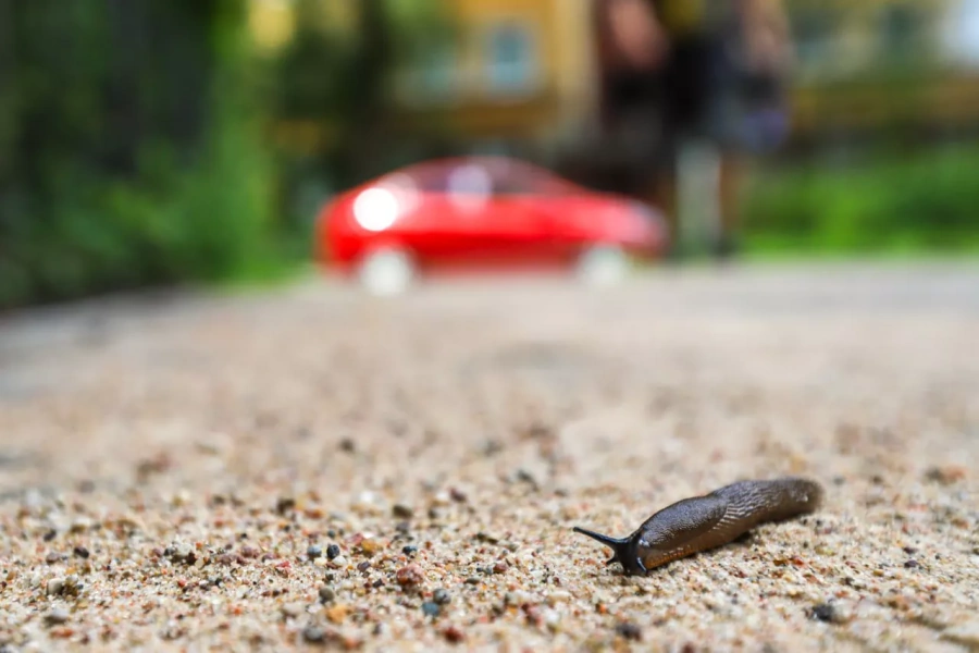 Эксперты объяснили, с чем связан наплыв слизней в Калининградской области