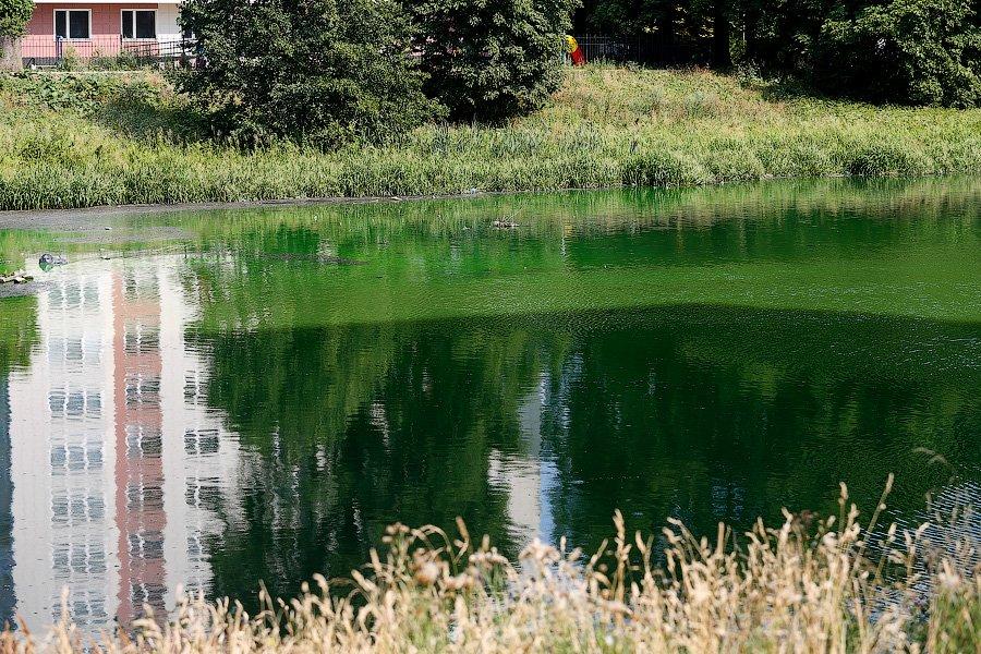 Страшный сон Тортиллы: почему вода в Ялтинском пруду стала ядовито-зеленой (фото)