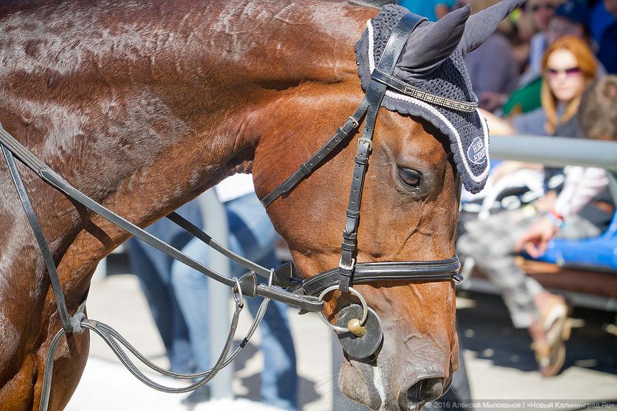 Фото — Алексей Милованов, «Новый Калининград.Ru»