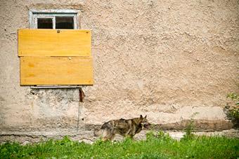 Директор службы защиты животных: «Я трачу силы, чтобы воспитать любящее животных общество!»