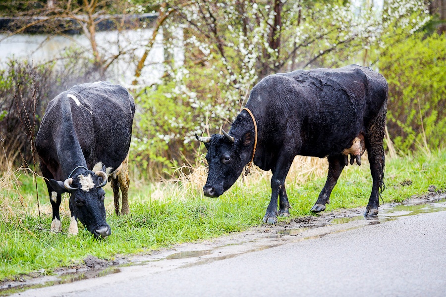 С начала года в Калининградской области сократилось поголовье молочных коров