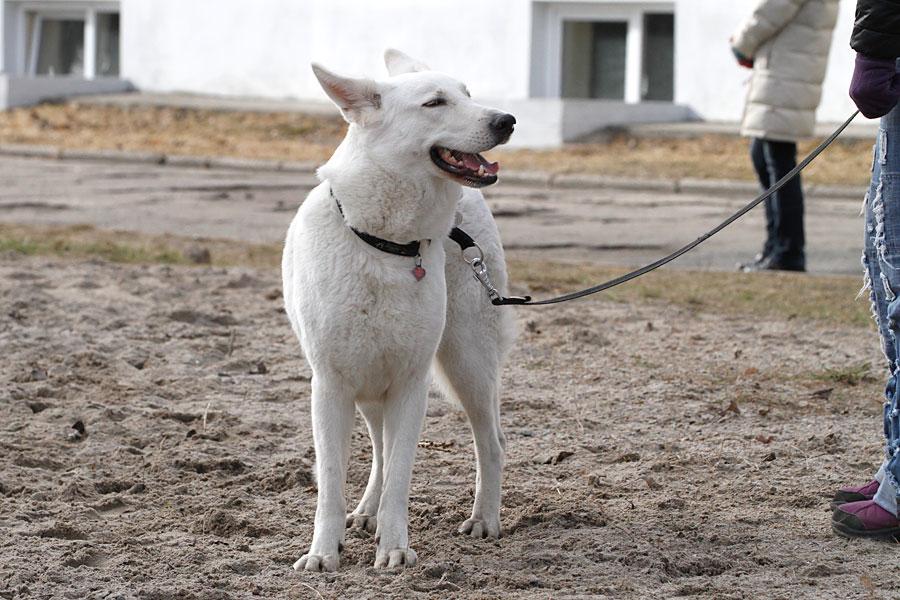 «Главные по тарелочкам»: фоторепортаж с соревнований по дог-фрисби