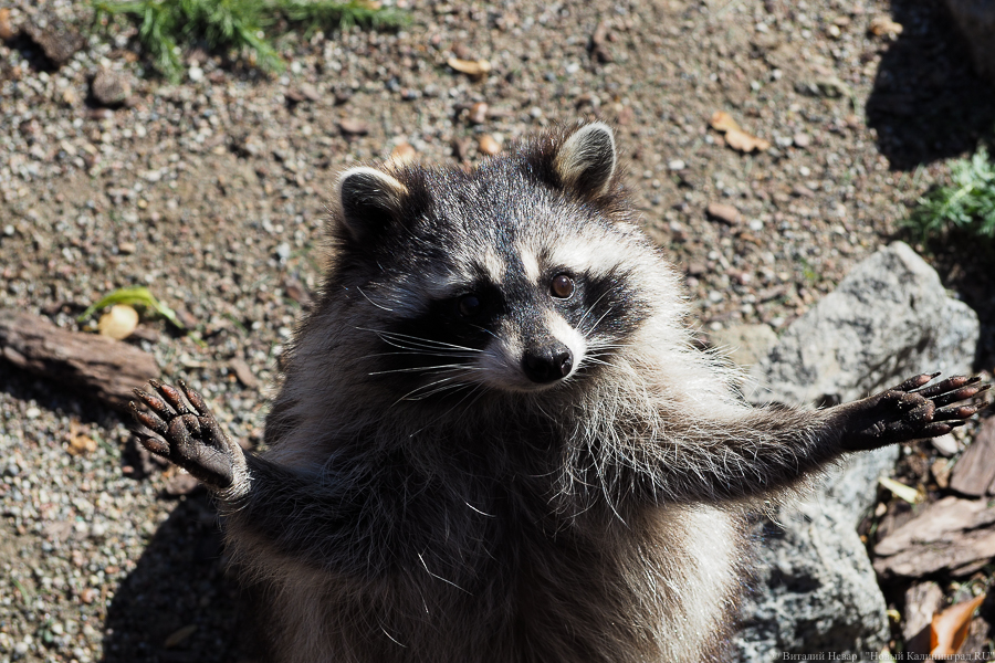Фото: Виталий Невар / Новый Калининград 