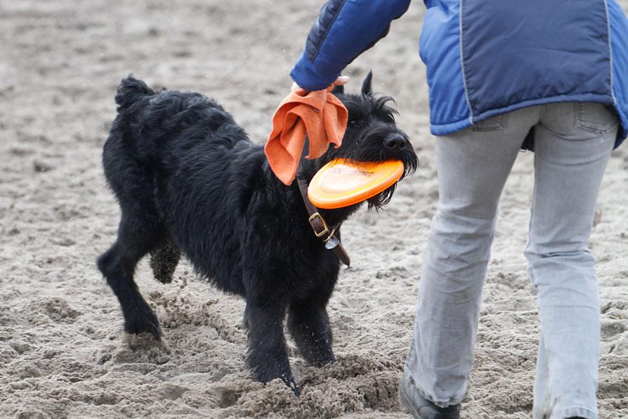 «Главные по тарелочкам»: фоторепортаж с соревнований по дог-фрисби