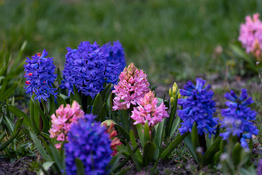 Весна в городе: посмотрите, как зацвёл Ботанический сад (фото)