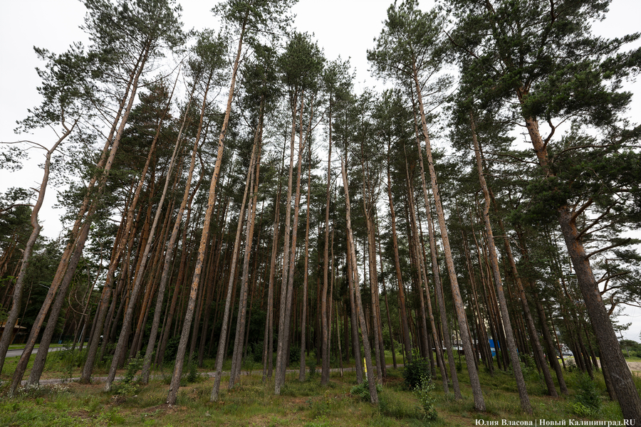Планы развития к юбилею области: как губернатор в мкр. Космодемьянского выезжал (фото)