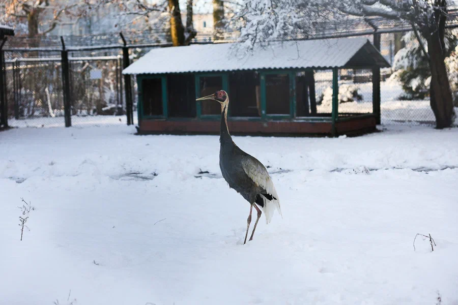 Фото: «Новый Калининград»