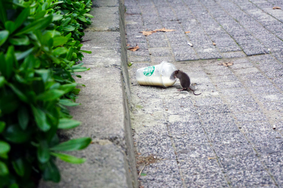 Областная таможня решила потратиться на истребление грызунов