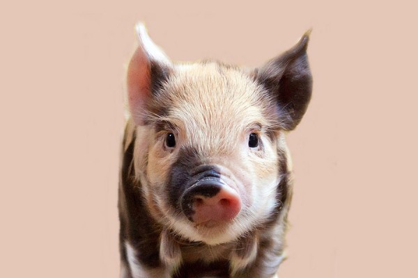 Как спасти Новый год: веселый праздник со свинкой Пеппой