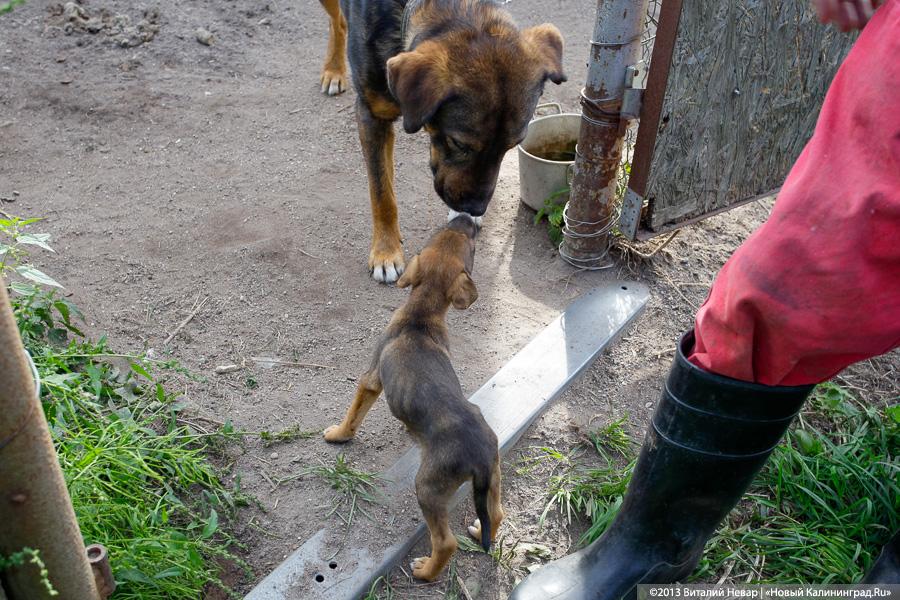 Естественный отбор: что творится за забором Службы защиты животных (фото)