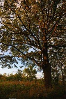 ЕС решила выделить на осушение Макс-Ашманн парка в Калининграде 35 млн рублей