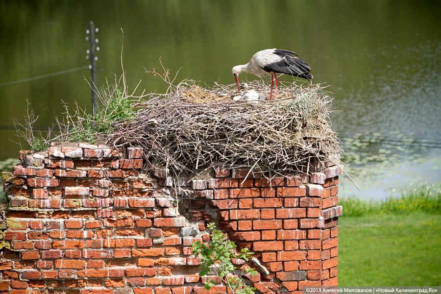 Шаткие ступени: кирха в Железнодорожном стала местом для опасных игр