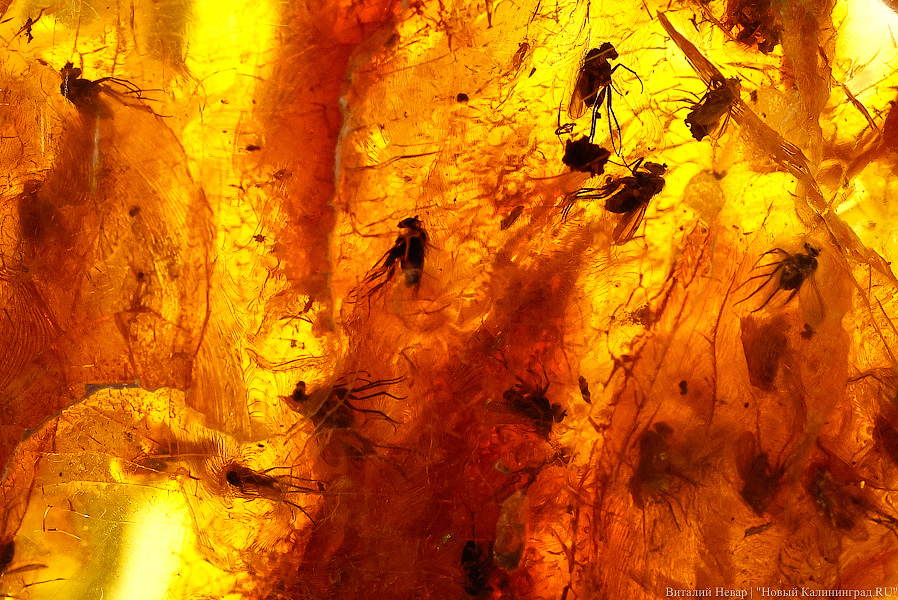 2 июня: янтарный комбинат готовится к аукциону по продаже редких камней