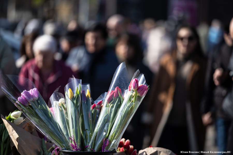 Мимозно-тюльпанный ажиотаж: Калининград накрыла традиционная цветочная лихорадка (фото)