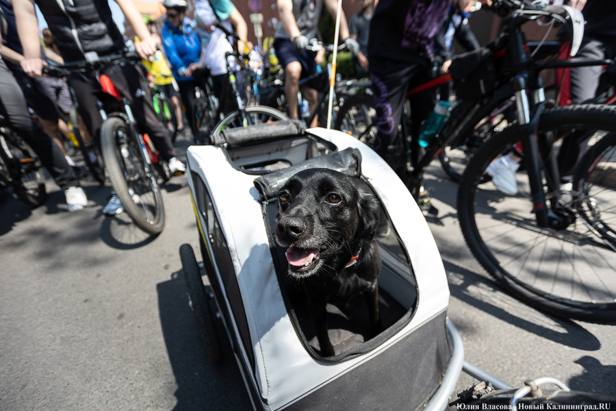 Катись оно всё: в Калининграде прошёл День колеса (фото)