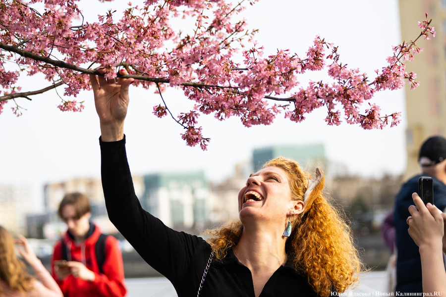 Розовое облако: в Калининграде расцвела сакура (фото)