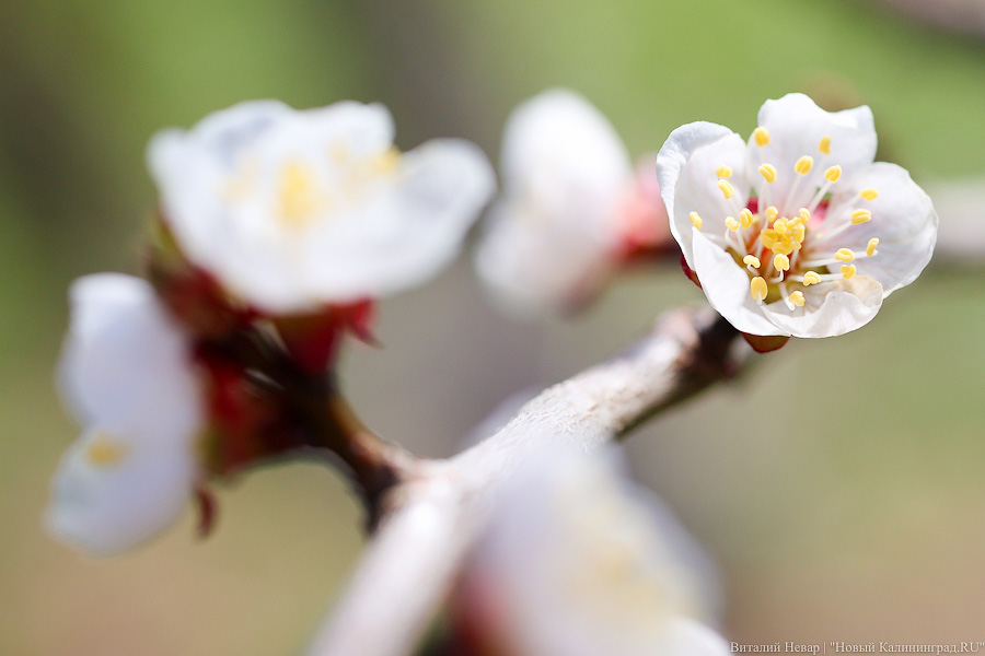 Тот, кто любит цветы: в Калининграде цветёт Ботанический сад (фото)