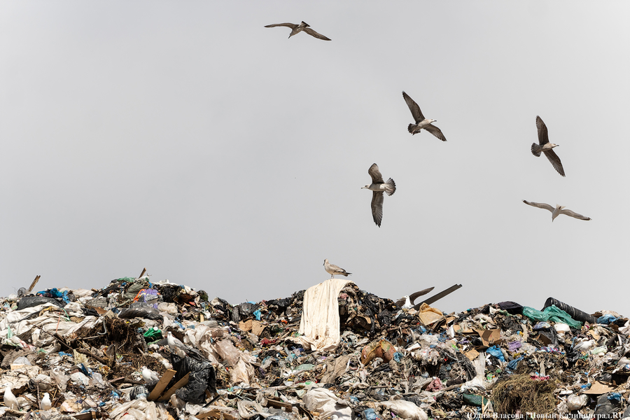 «Стихией управлять не научились»: как глава Минприроды РФ понюхал воздух в Круглово (фото)