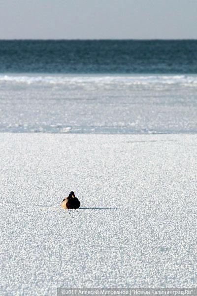 "Аки посуху": фоторепортаж "Нового Калининграда.Ru"