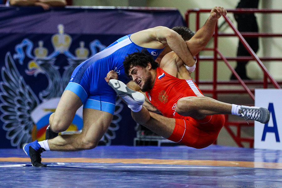 Просто мощь: чемпионат России по греко-римской борьбе идет в Калининграде (фото)