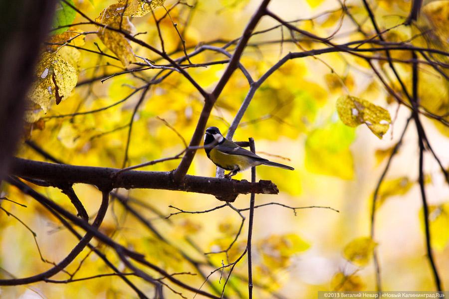 Днём совсем не страшно: осенний Балтийский парк