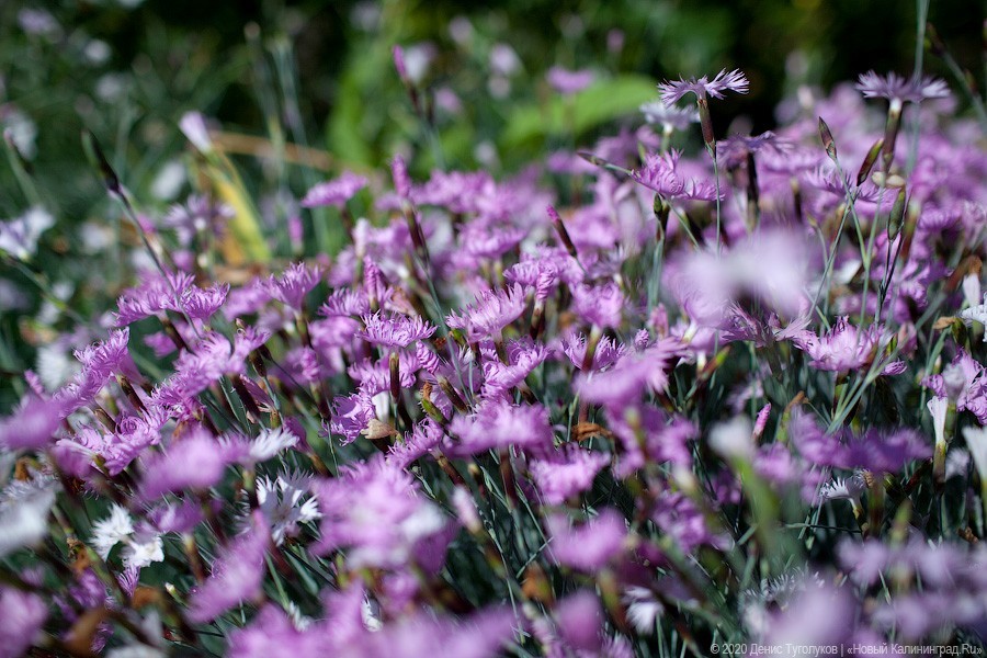 Розовое цветение: Ботанический сад открылся для посетителей (фото)