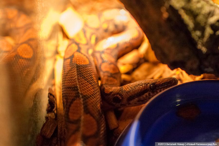 «Зов джунглей»: фоторепортаж с открытия первого калининградского экзотариума