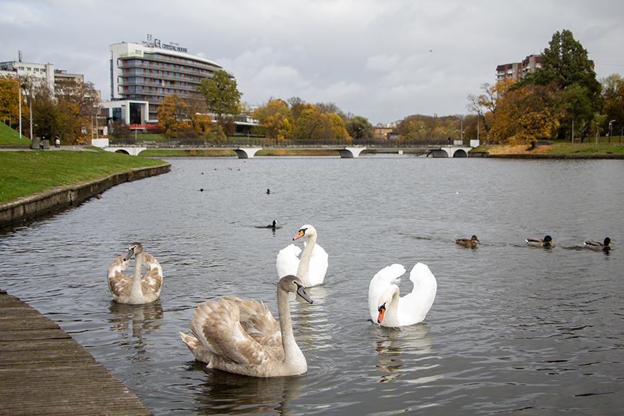 От ливня и ветра к солнцу и теплу: погода в Калининграде и области на неделю