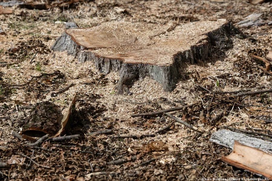 Для ремонта ул. Челюскинской в Калининграде разрешили вырубить 129 деревьев