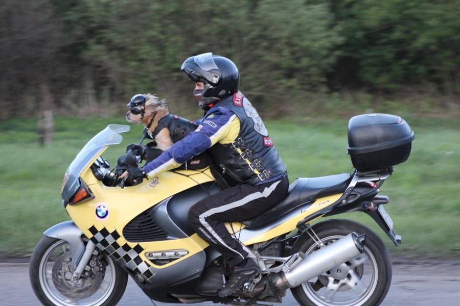 Угонщики оставили единственную в области собаку-байкера без мотоцикла (фото)