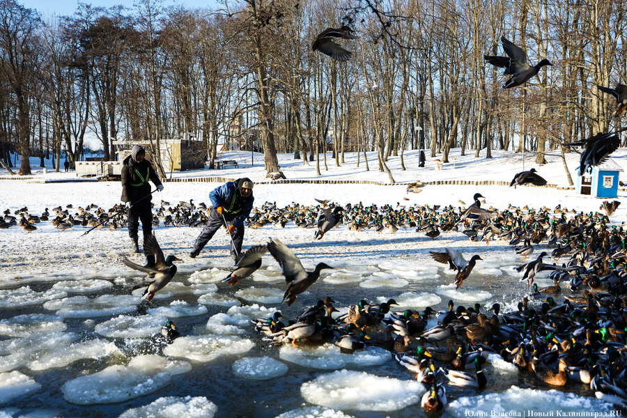 Ледяной плен: в парке Зеленоградска спасают замерзающих уток (фото)